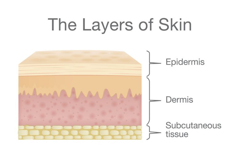 layers of skin infographic
