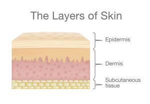 layers of skin infographic