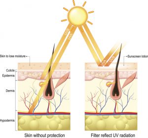 skin with and without protection infographic