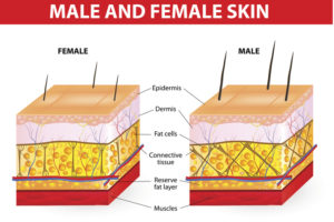 male skin vs female skin layers in infographic